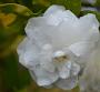 gardenia in the rain